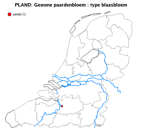 blaasbloem